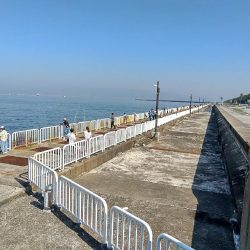 南港うみ釣り園 護岸で☆