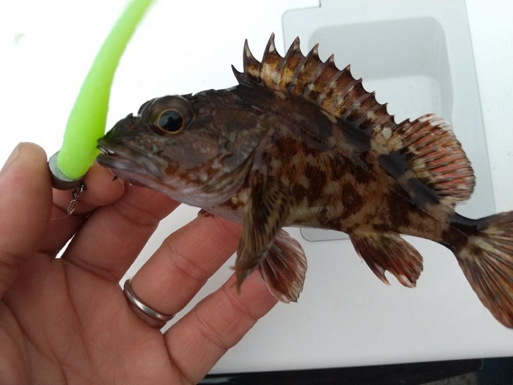 久しぶりな釣り