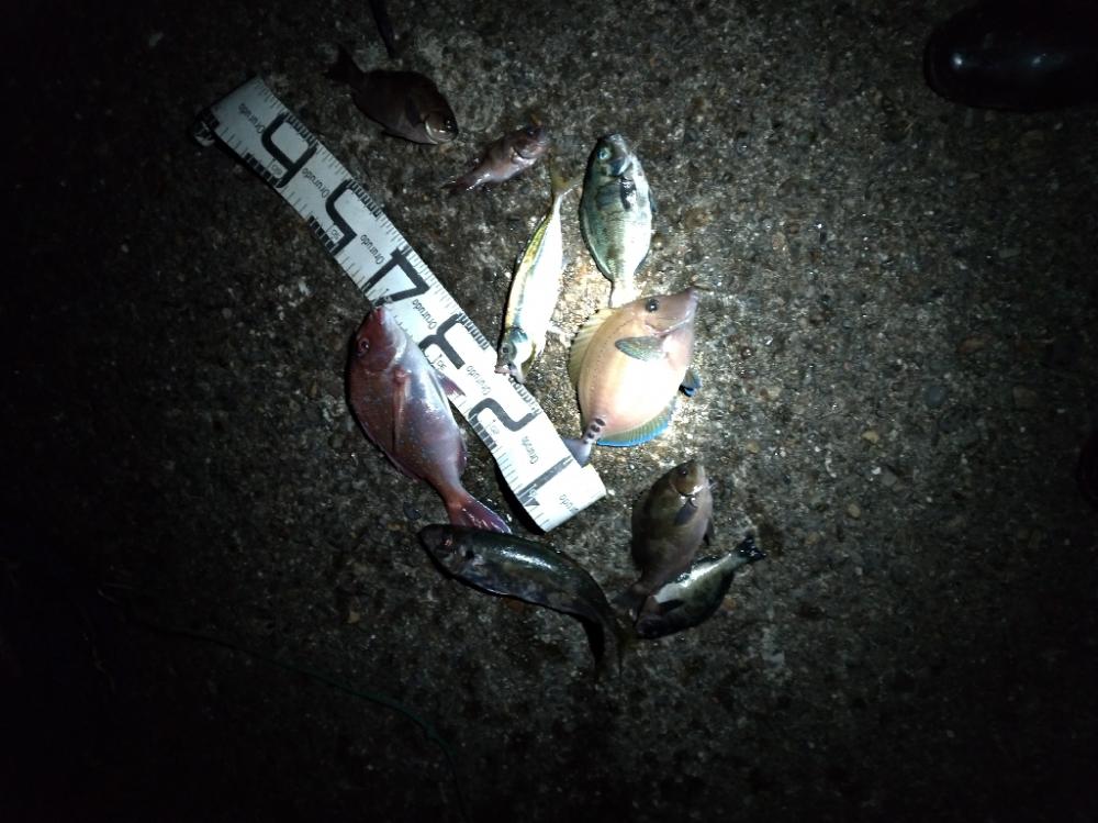 5/21釣果 中紀 マダイ