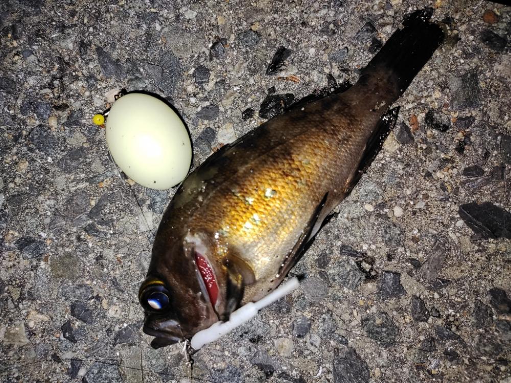 フロートメバリング@泉南