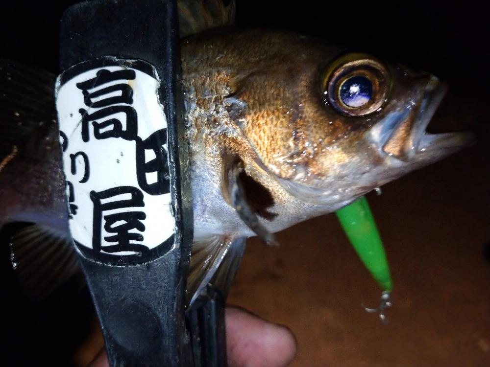 makopenでメバリング