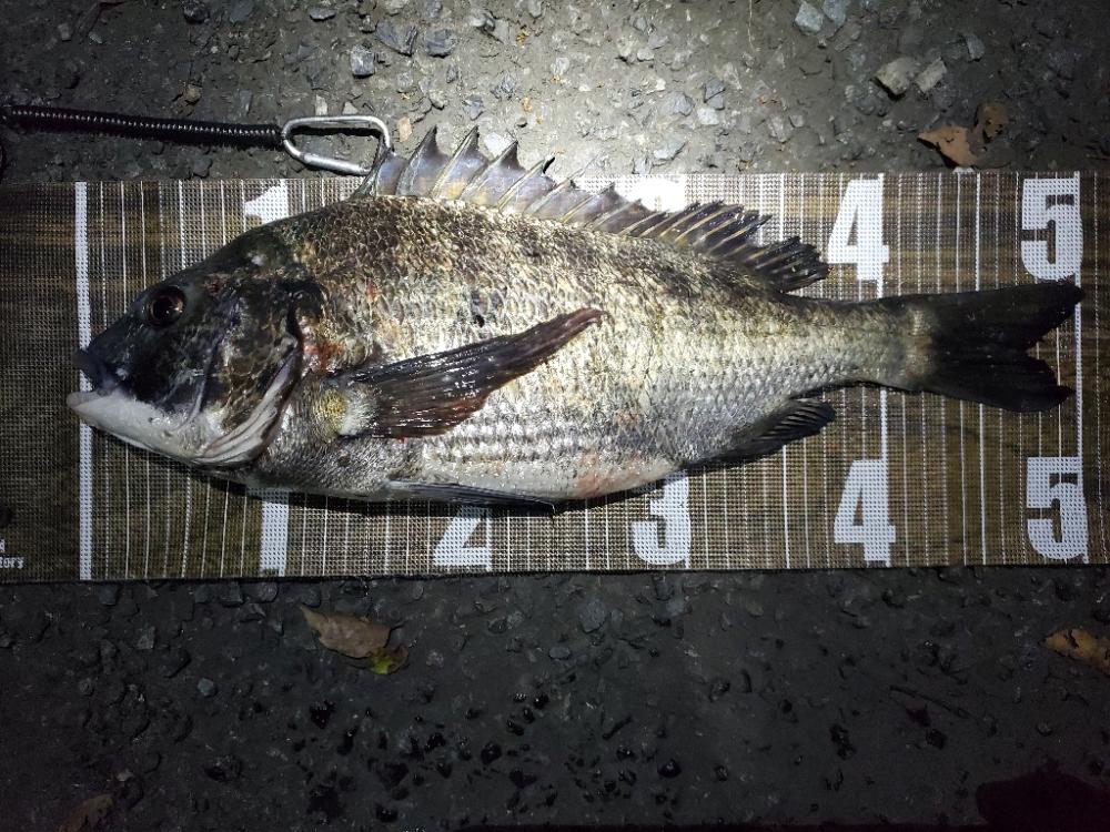 まさかの外道Σ(゚д゚;)