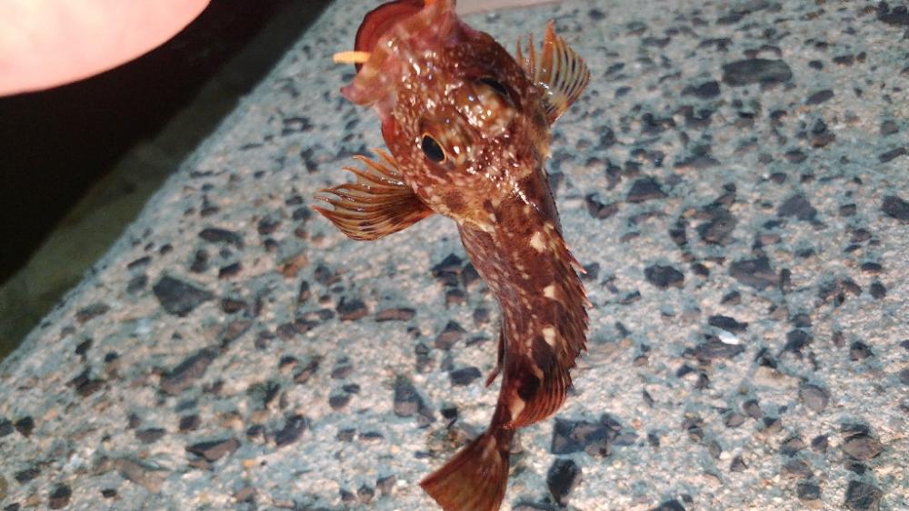 1年ぶりの小豆島メバリング