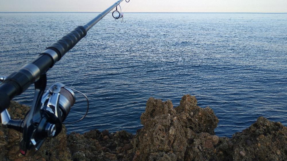 越前海岸の青物