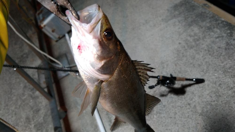 大阪市内シーバス調査2022vol.1