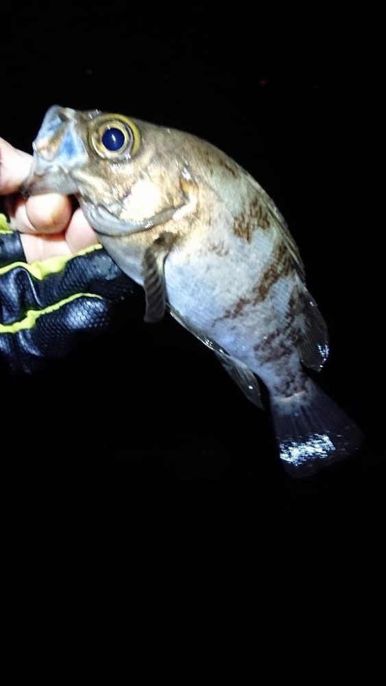 フロートゲーム