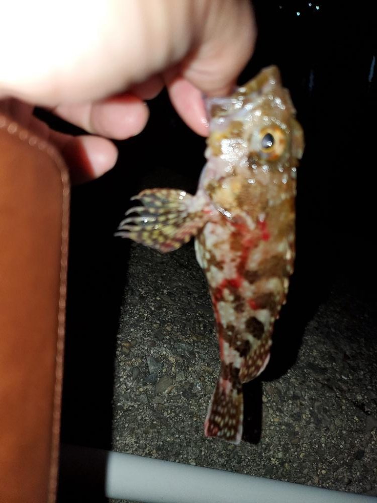 アジングのはずがメバリング・ガシリング