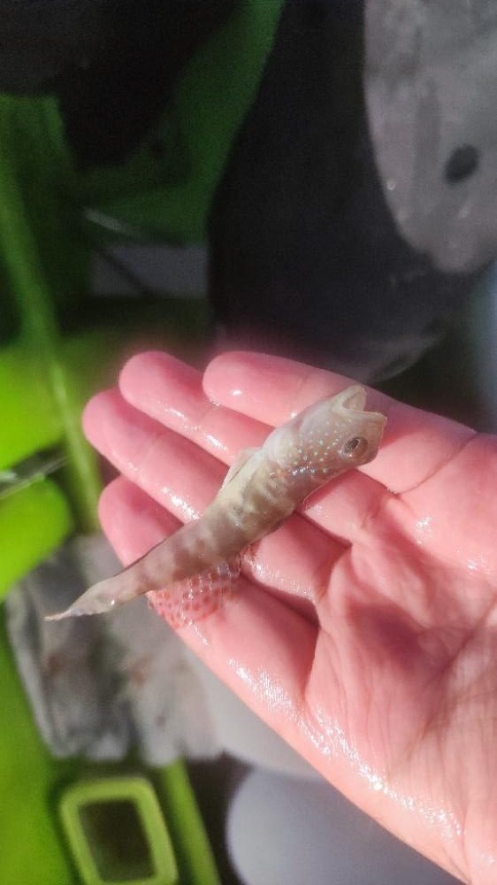 マゴチ＆シロギスリレー釣行