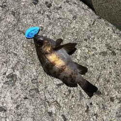 姫路メバリング｜ジグ単で入れ食いモードの爆釣！