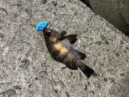 姫路メバリング｜ジグ単で入れ食いモードの爆釣！