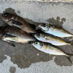 強風激寒激渋アジング