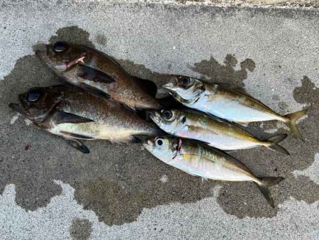 強風激寒激渋アジング