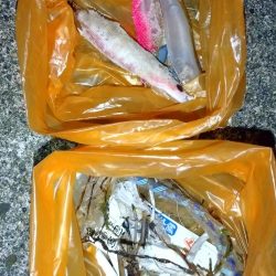 清掃活動：メバルplugging