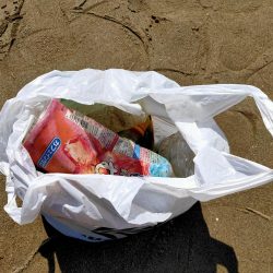 清掃活動：久々のマゴチ