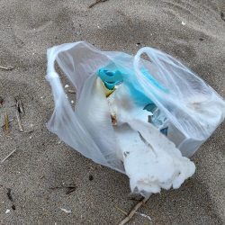 清掃活動：大群襲来