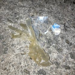 清掃活動：アジ探し