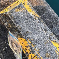 清掃活動：朝マズメの豆アジ！