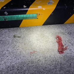 清掃活動：初の宮崎は大負け