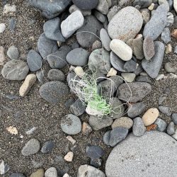 清掃活動：ソゲのみ