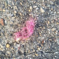 清掃活動：青物ねらいで