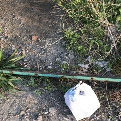 清掃活動：ジグヘッドでエサ釣り