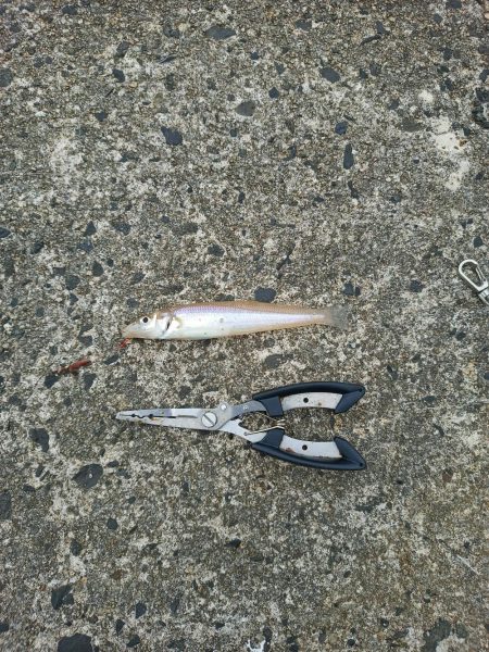 4ヶ月ぶりの釣行(2日目)