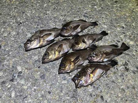 梅雨メバルは普段釣れないポイントでも釣れる…