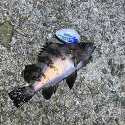 満月大潮の満潮前後メバリングは足元でボチボチ