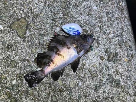 満月大潮の満潮前後メバリングは足元でボチボチ