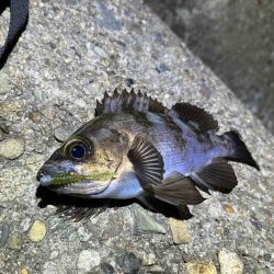 梅雨メバルは普段釣れないポイントでも釣れる
