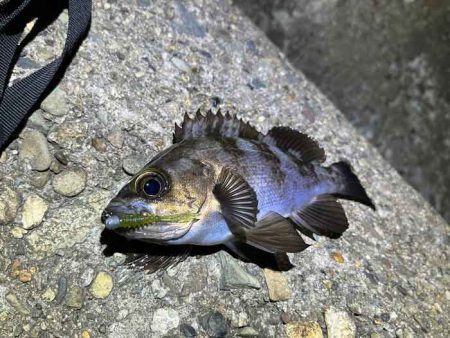 梅雨メバルは普段釣れないポイントでも釣れる
