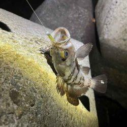 【姫路メバリング】干潮の表層でジグ単入れ食い！