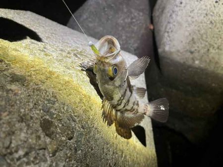 【姫路メバリング】干潮の表層でジグ単入れ食い！