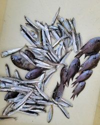 和歌山マリーナシティ釣り公園 釣果