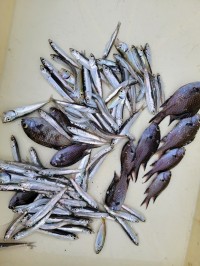 和歌山マリーナシティ釣り公園 釣果