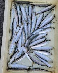 和歌山マリーナシティ釣り公園 釣果