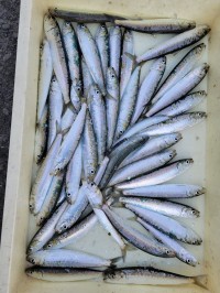 和歌山マリーナシティ釣り公園 釣果