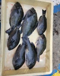 和歌山マリーナシティ釣り公園 釣果