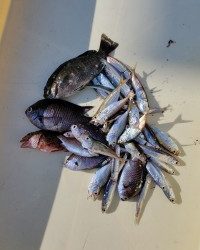 和歌山マリーナシティ釣り公園 釣果