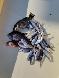 和歌山マリーナシティ釣り公園 釣果