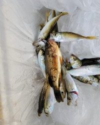 和歌山マリーナシティ釣り公園 釣果