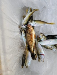 和歌山マリーナシティ釣り公園 釣果