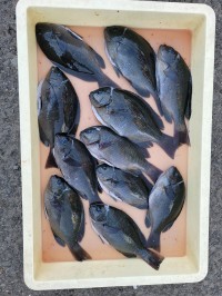 和歌山マリーナシティ釣り公園 釣果