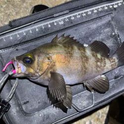 梅雨メバルは普段釣れないポイントでも釣れる