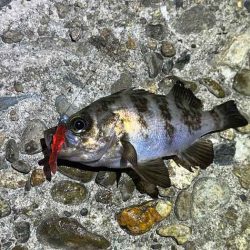 梅雨メバルは普段釣れないポイントでも釣れる