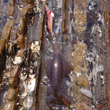 (対馬)墨族釣果投稿⑤