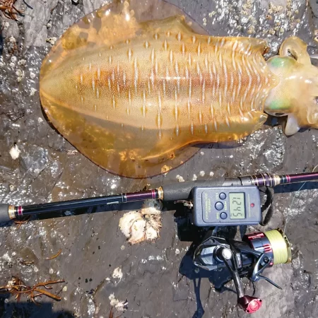 (対馬)墨族釣果投稿⑤