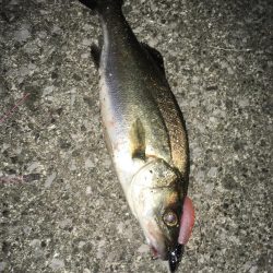 ナイトシーバス