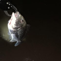 チヌハンターパート9