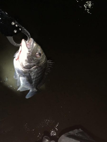 チヌハンターパート9